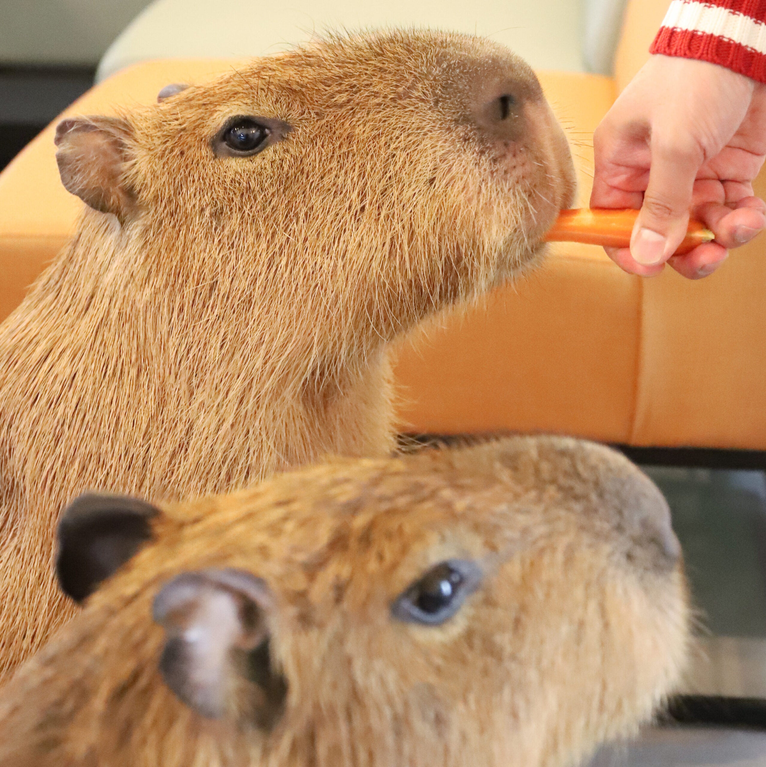 Cafe Capyba Reservation